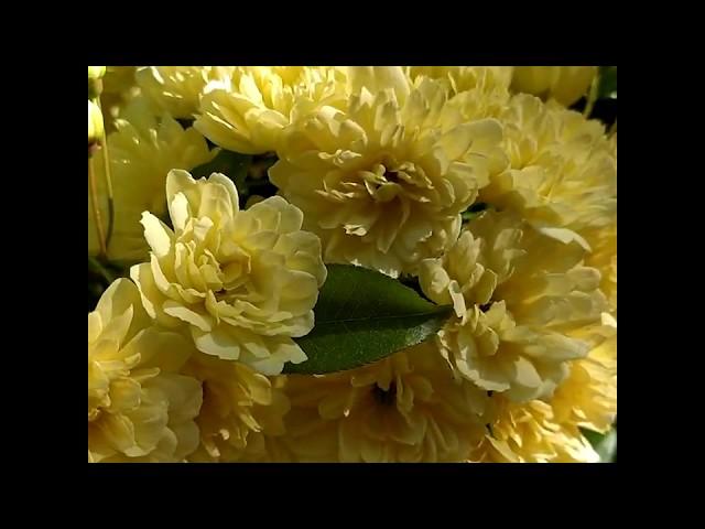 #CultureChezVous | Conservatoire et Jardin botaniques de Genève