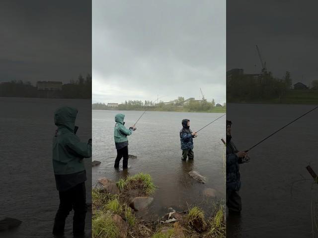 Мокрый окунь А вы любите рыбачить в дождь ? #fishing