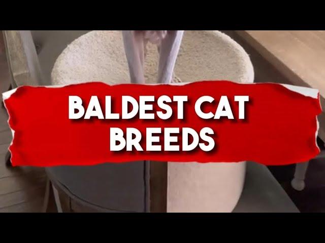 Baldest Cat Breeds | Baldest Cat breeds | Three hairless cat breeds | #cat #catbreed #hairlesscats