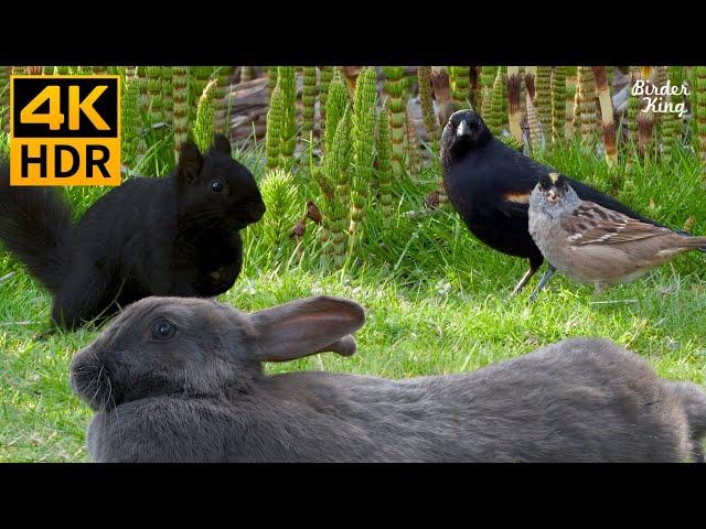 Videos for Cats to Watch  Cute Birds, Squirrels, Bunnies on the Green Grass  8 Hours(4K HDR)