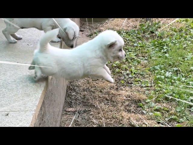 [시고르자브종] 새끼 강아지의 귀여운 점프실력 The puppy's cute jumping skills.