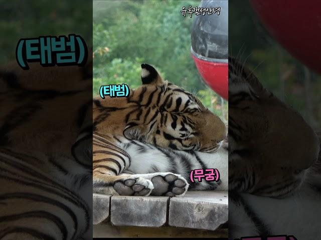 꼭 붙어자는 호랑이 이쁜이 범궁 #무궁, #태범, #tiger, #shorts