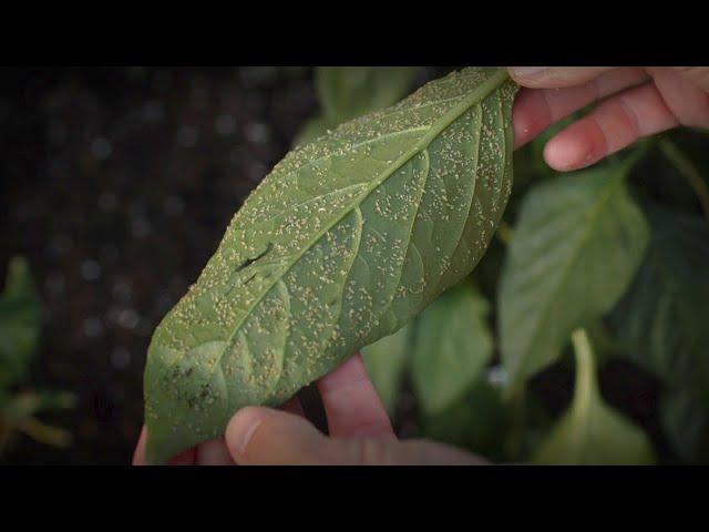 The REAL Way To Get Rid Of Aphids On Bell Peppers