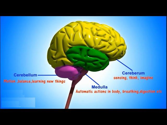 Parts of the Brain - Part-1 | ICSE Class 5 | Science