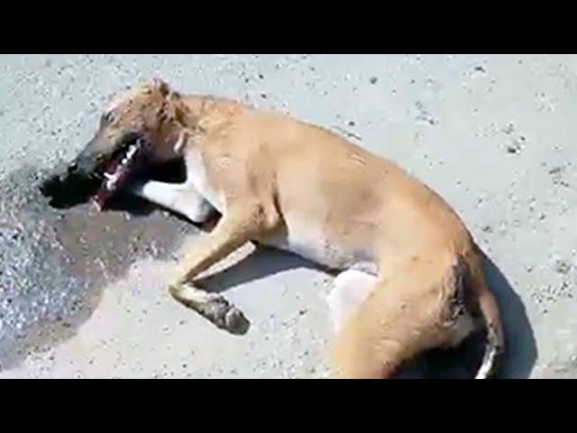 Sweet dog completely disoriented after head injury…