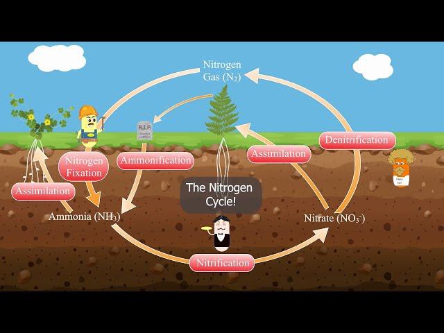 The Nitrogen Cycle!