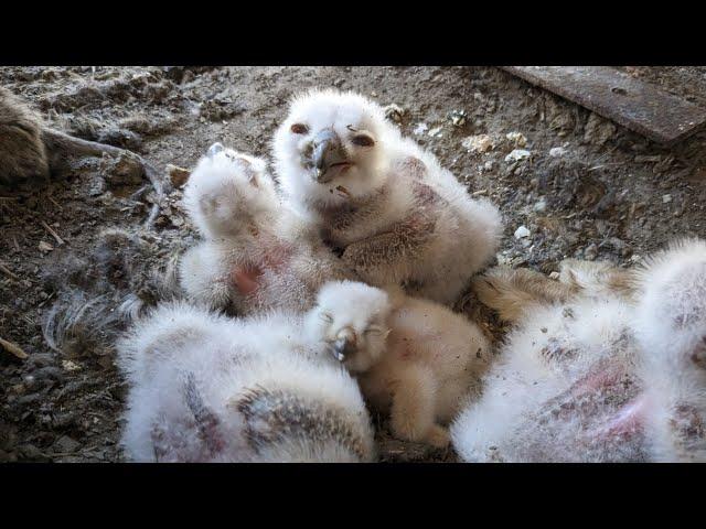 Owl Feeding Chicks