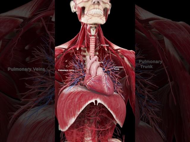 3d Heart and Diaphragm  #anatomy  #meded