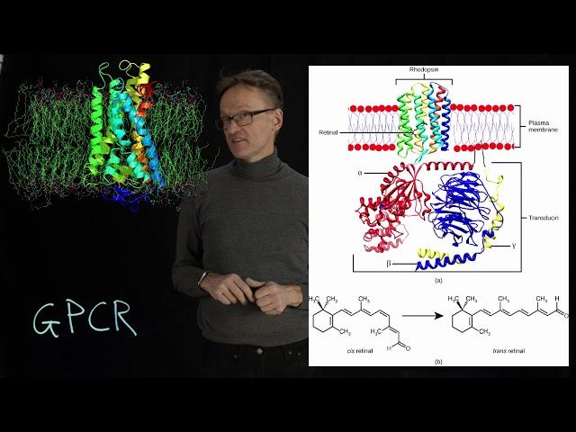 Lecture 08, concept 18: Signaling - G-protein coupled receptors (GPCRs)