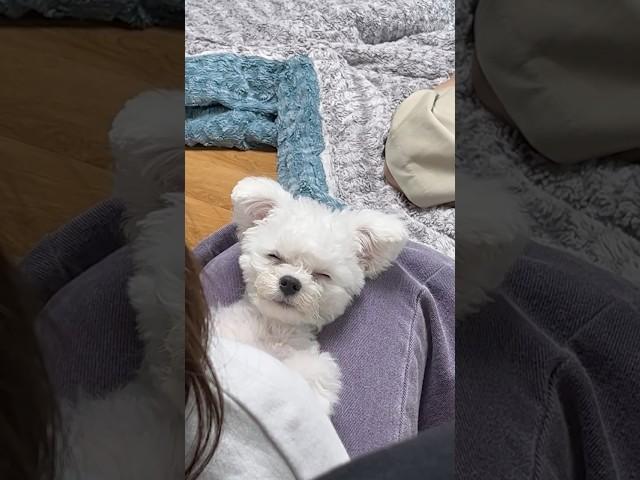 이모 손길은 극락이햐 #잠자는강아지 #졸린눈 #강아지브이로그 #puppy #강아지쇼츠 #shorts #babyshorts #미니비숑