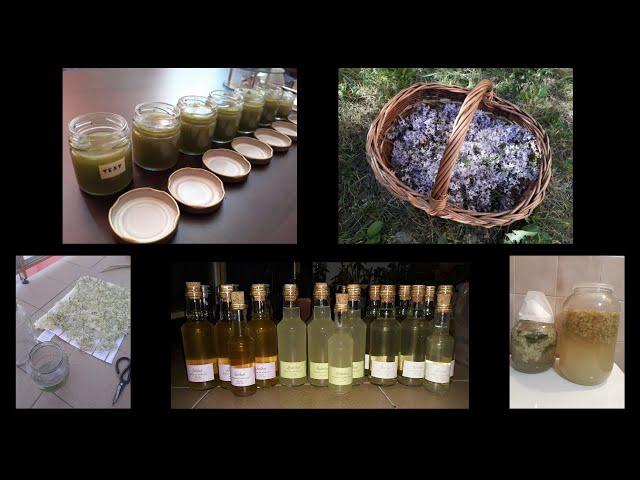 Making homemade flower wine, fermented lemonade and herbal balm