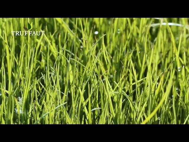 Éliminer les mauvaises herbes dans le gazon - Truffaut