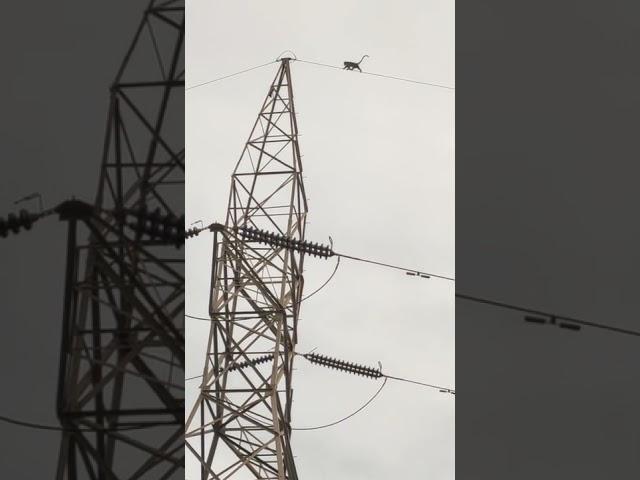 monkey can't come down !!! |very sad  #savemonkey #electricity #moka #viralshorts