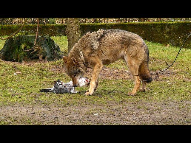 Gut besucht - 9. Wolfstag im Tierpark