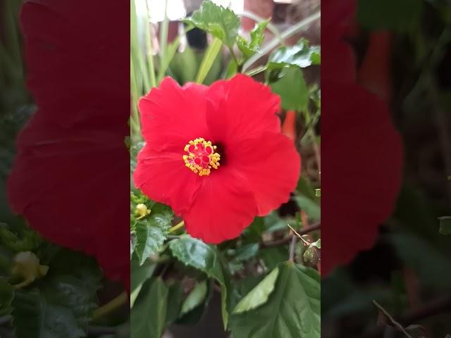 Gardening with geet kumar English/Hindi#Shorts