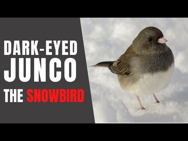 DARK-EYED JUNCOS – Fun Facts about their Winter Habits