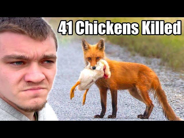 Hunting Down the Fox that Killed All My Chickens