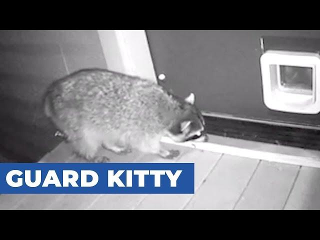 Cat Chases Raccoon Trying to Enter Through Cat Flap