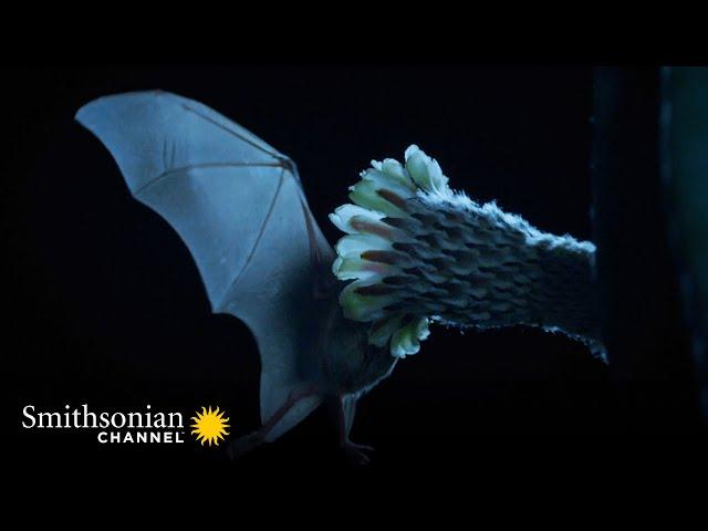 This Cactus Only Opens Its Petals One Night a Year  Epic Animal Migrations | Smithsonian Channel