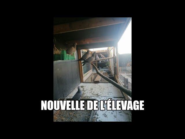 Nouvelle de l'élevage