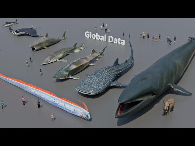 FISH Size Comparison 3D | 3d Animation Size Comparison