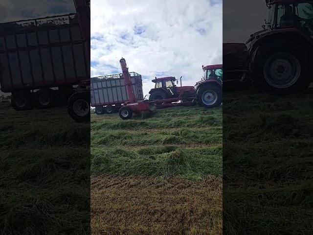 Mccormick And Jf Harvester Absolutely Slaying It At Silage.