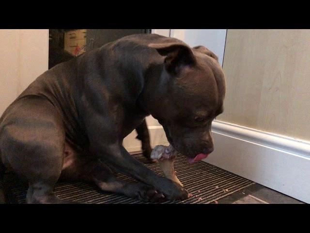 Blue Staffordshire Bull Terrier Is Eating A Bone