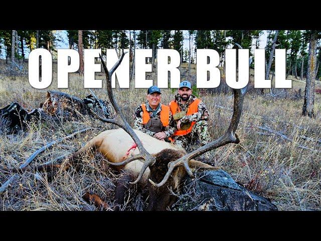 Opener Bull || My Dad's Best General Area Bull