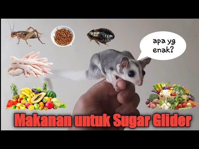 Makanan yang Bagus untuk Sugar Glider - Tips Cara Pemberian Makan untuk Sugar Glider