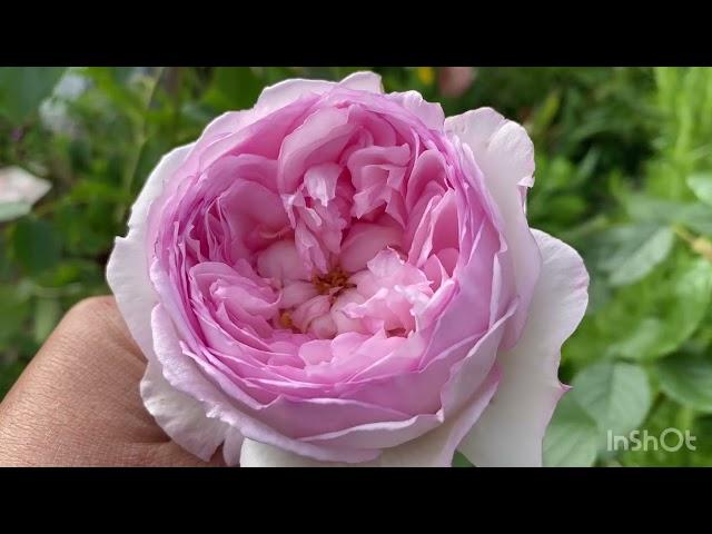 Garden in May |David Austin Mill on the floss| Compassion rose