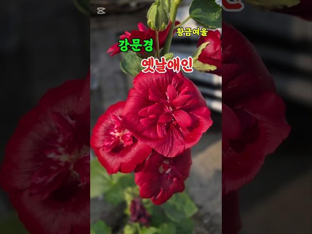 강문경 옛날애인