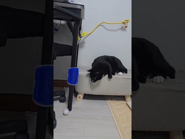 나른한 고양이의 반전 끝까지 봐주세용️ ㅋㅋㅋㅋ웃김 #고양이의일상 #턱시도냥이 #잔망 #코리안쇼트헤어 #고양이웃긴영상 #catoftheworld #catshorts