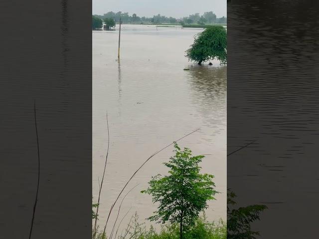 Heavy rainfall in Malwa region  #punjab #faridkot#arjun Dhillon