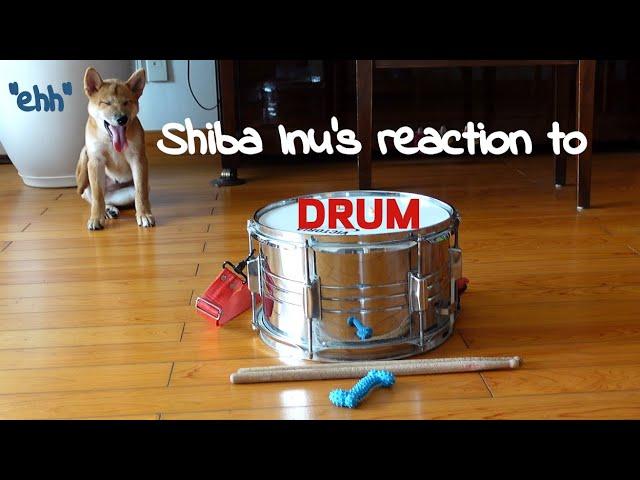 Shiba Inu's reaction to a drum!