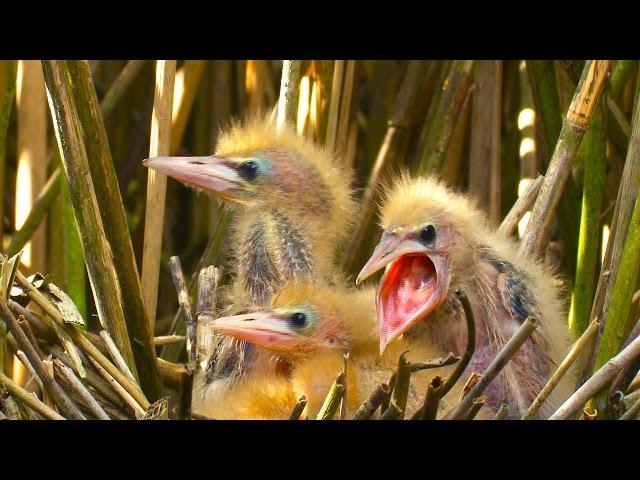 FUNNY & RARE BIRDS ! - Little Bittern / Sir David Attenborough's opinion