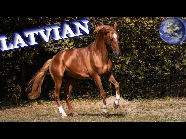 TOP Beautiful Latvian Horse in the World!