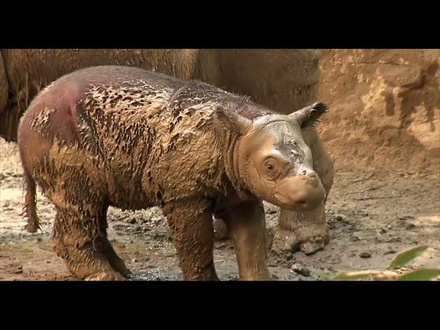 150-Second Stories - Zoo Babies History - Episode 2 - Cincinnati Zoo