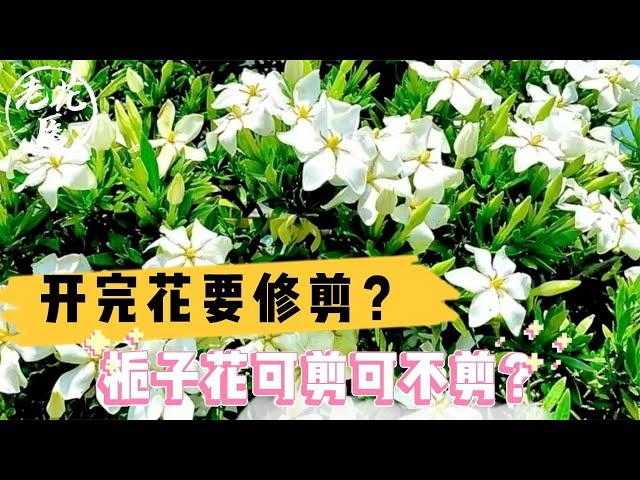 开完花要修剪？栀子花可剪可不剪？栀子花养护教学！