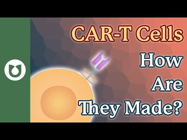 What are CAR-T cells? How are they made? #myeloma