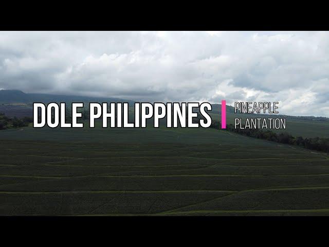 DOLE PINEAPPLE PLANTATION | POLOMOLOK SOUTH COTABATO | AERIAL VIEW IN 4K