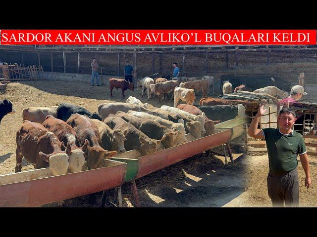 SARDOR AKANI ANGUS AVLIKO’L BUQALARI KELDI LEKIN NARXLARNI BO’MBA QILDI 