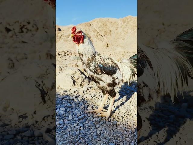 "Morning Bliss:Aseel Rooster's Serene Start with Nature's Symphony | #AseelRooster #MorningMoments"