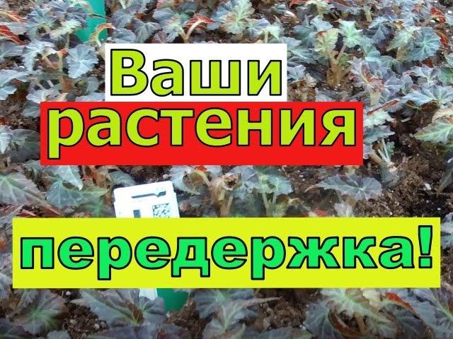 Как я передерживаю ваши заказы зимой. Многолетники и вегетативка ждут апрельских отправок.