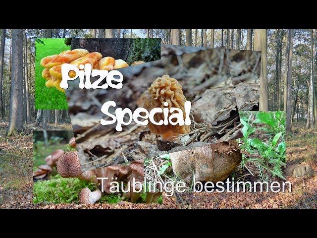 Pilze bestimmen - Täublinge