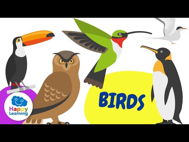 Curiosities about BIRDS | Happy Learning   