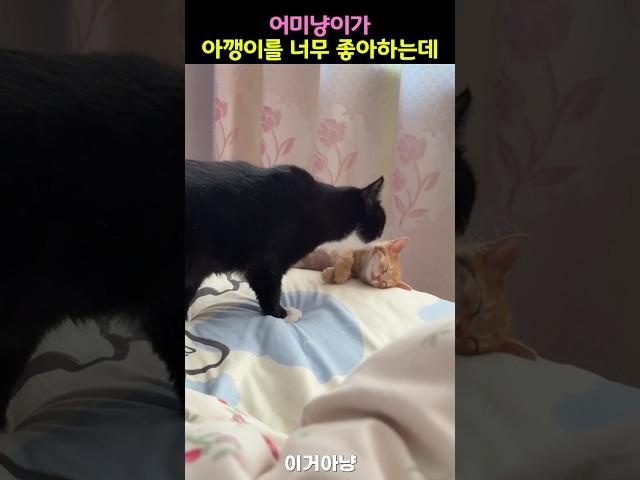 어미냥이가 아깽이를 너무 좋아하는데