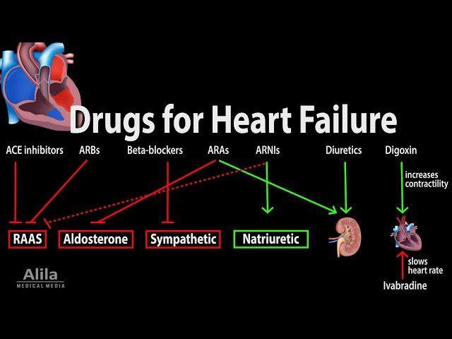 Pharmacology: Drugs for Heart Failure, Animation