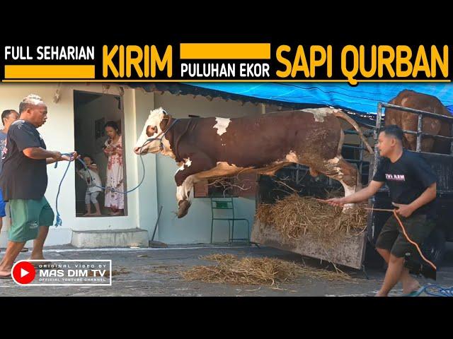 Kandang Sapi Pak Priyo Mendadak Kosong !! Puluhan Ekor Sapi Qurban Di Kirim Dalam Sehari !!