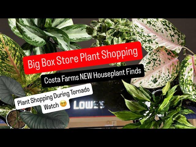 Big Box Store Plant Shopping Costa Farms New Trending Tropical Releases Plant Restock Night Shopping