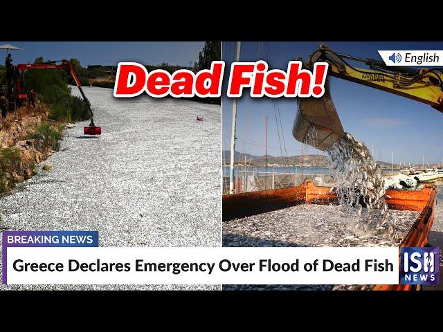 Greece Declares Emergency Over Flood of Dead Fish | ISH News